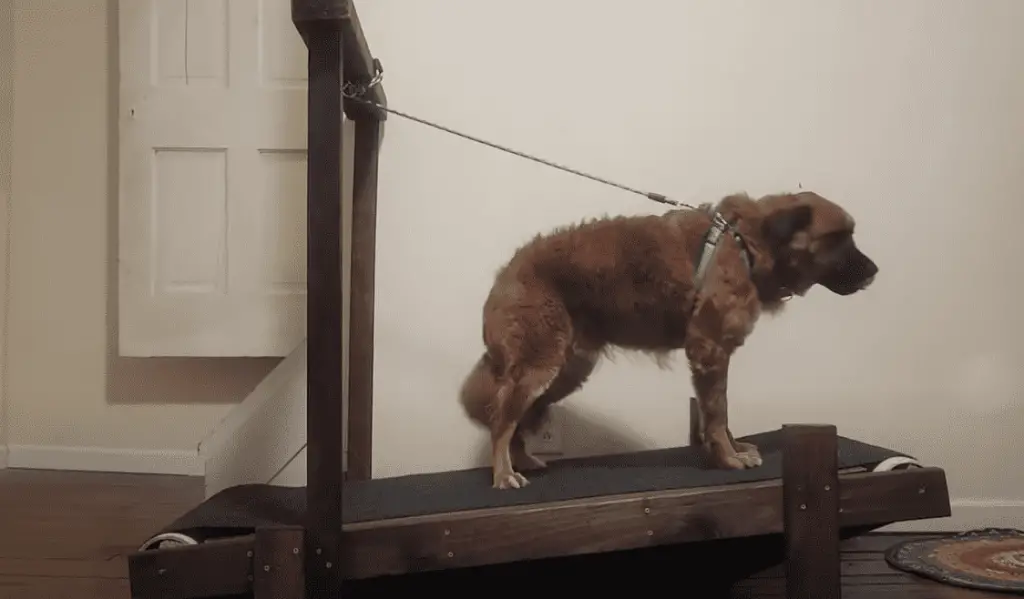 diy dog treadmill